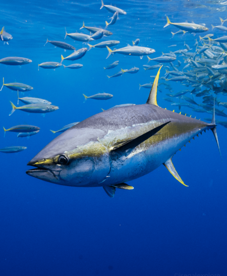 Seavu Full kit fishing camera system