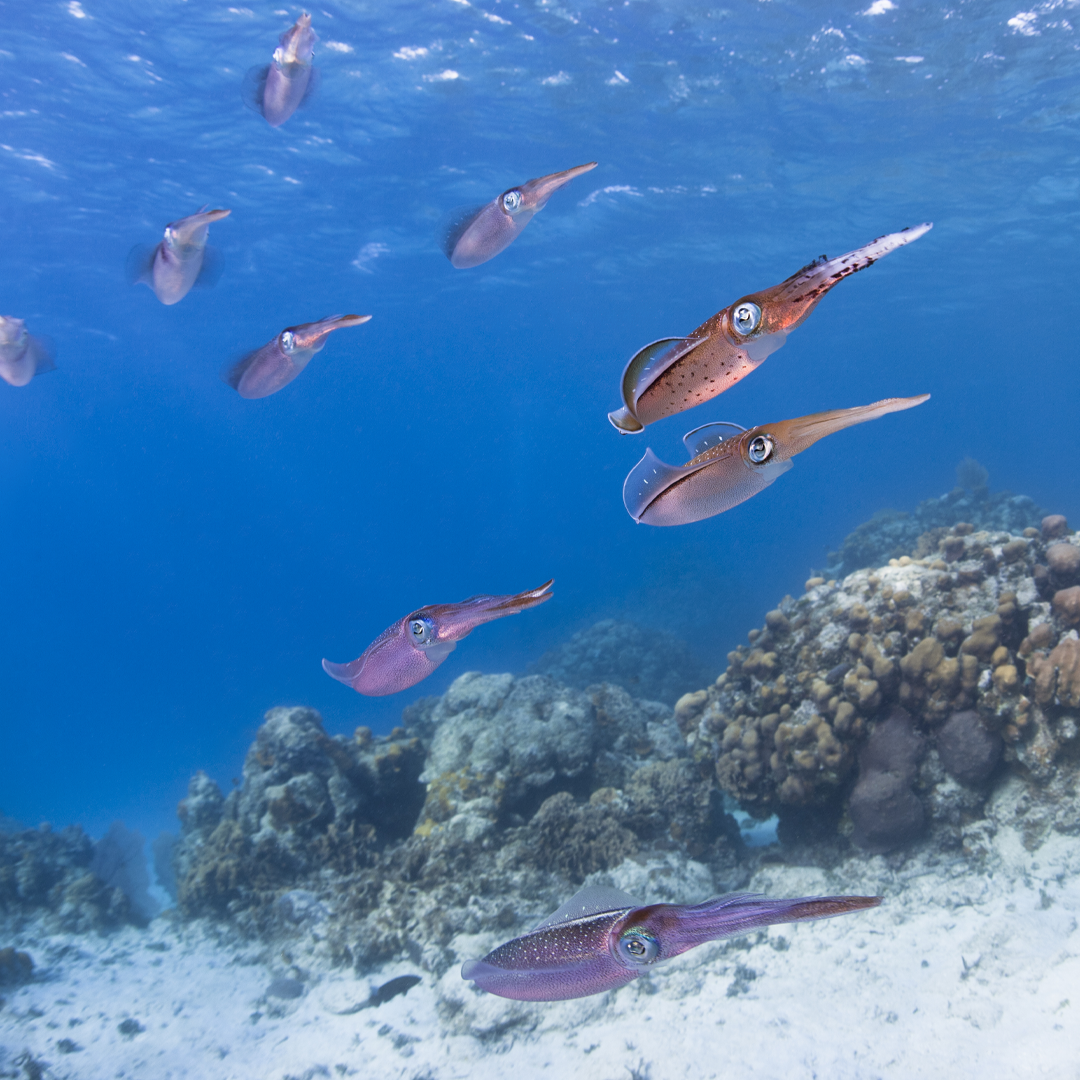 Squid swimming underwater captured with live fishing camera system