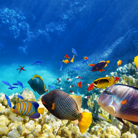Fish underwater on reef