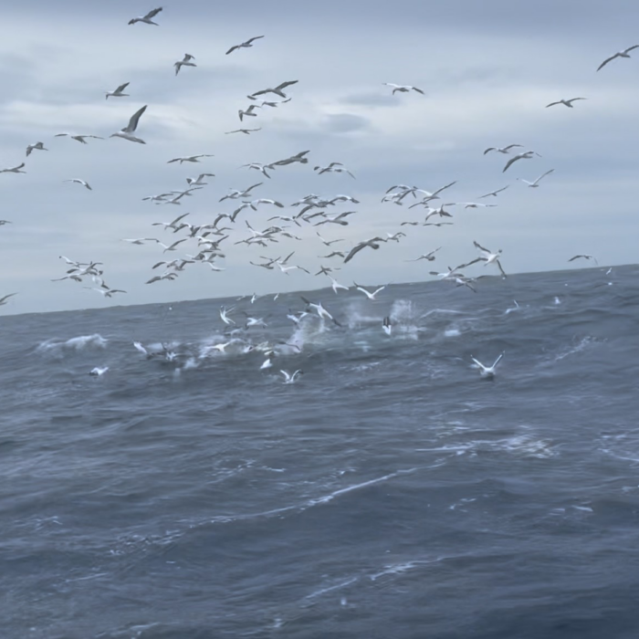 Trolling Lures: The Art of Catching Southern Bluefin Tuna - Seavu