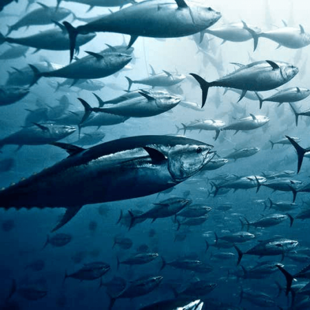 Blue fin tuna underwater