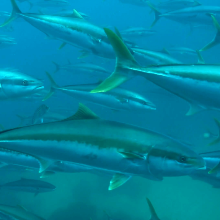 Kingfish underwater
