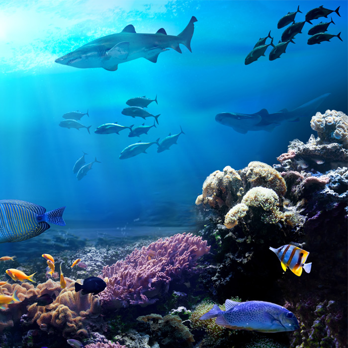 Colourful coral reef with sharks, rays and tropical fish viewed underwater, representing the live underwater viewing capabilities of the Seeker Marine Kit.