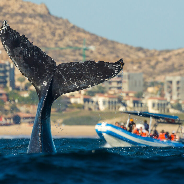live underwater tour guide camera capturing whale tail breaching near tour boat
