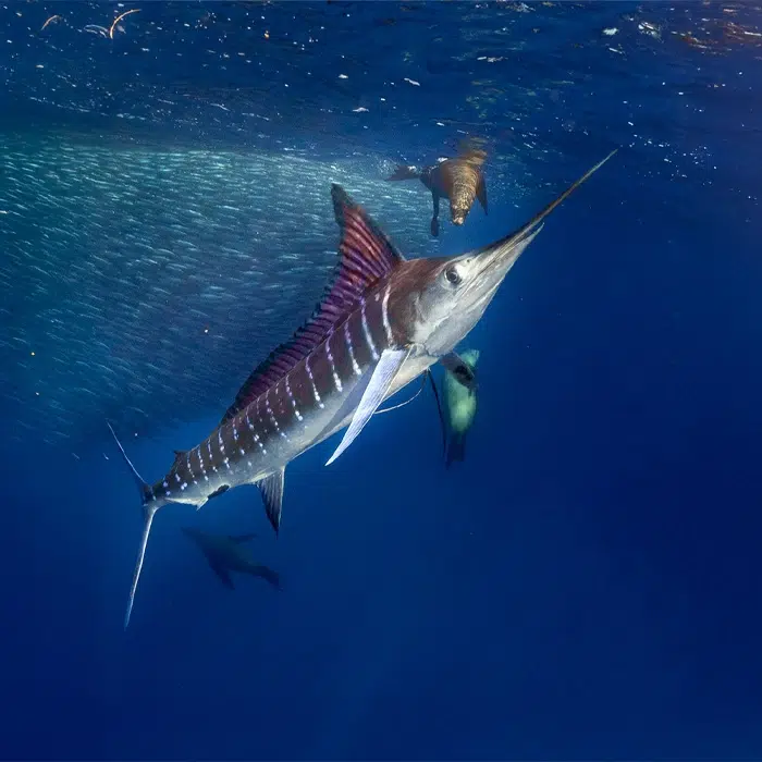 水下拖曳式摄像机拍摄的马林鱼图像