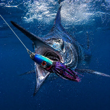 marlin striking trolling lure underwater captured with tow cam for fishing