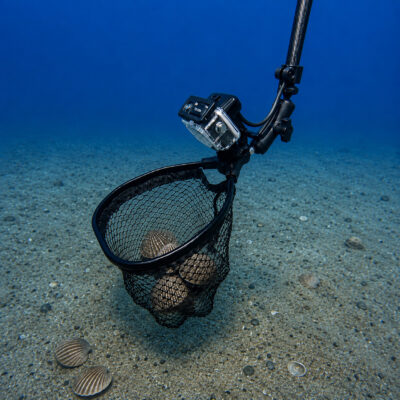Seavu Seeker Pole retrieval net with mounted action camera collecting three scallops from the seabed in deeper water.