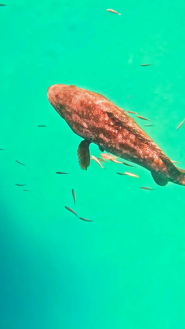 Hand-feeding a huge groper at Lady Musgrave Island.

Sam Phillips (@samphillipsriviera) from @rmarinejones shows off the new Seavu angled pole. It extends to 4.2 m, and the bend lets you drop the camera under the boat for hull and IPS pod inspections. Here it filmed a groper rising off the platform to take a feed straight off the surface.

Want to see the poles in person? Drop into R Marine Jones at The Boatworks.

#Seavu #LadyMusgrave #GreatBarrierReef #Riviera #Groper #HullInspection #BoatLife #MarineGear
