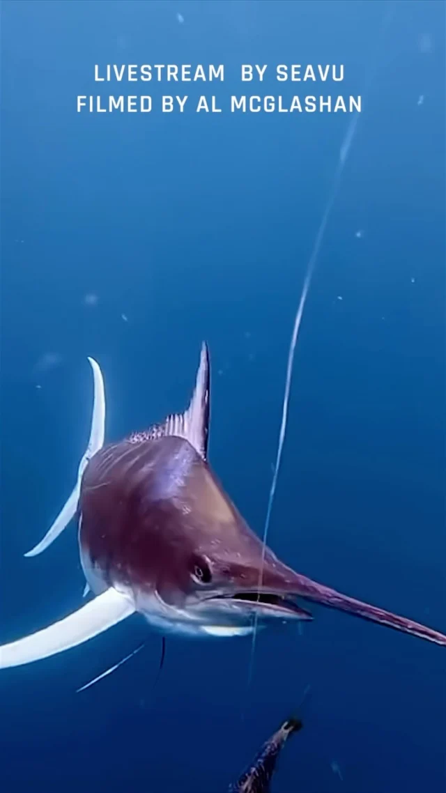 Marlin Chase.

Captured using the Seavu Explorer and DJI Osmo Acrtion 6.

#seavu #underwatervision #marlin #underwaterfootage #dji