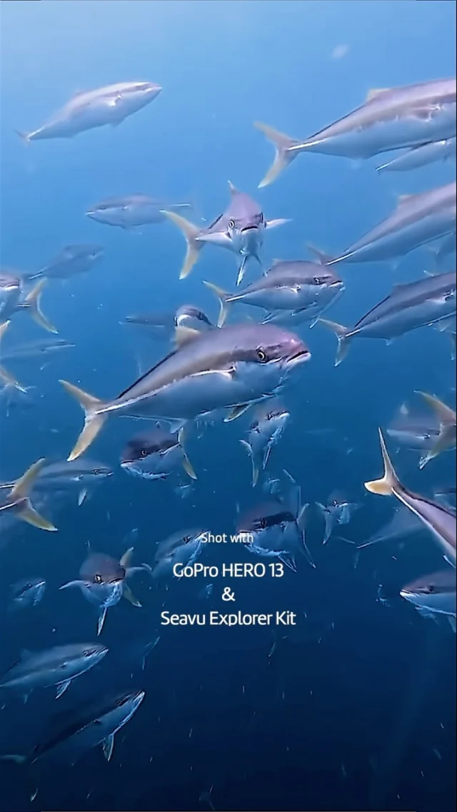 Kingfish Up Close

A school of kingfish came right up to the camera for a closer look. 🐟

Shot on a GoPro HERO 13 with the Seavu Explorer Kit, watching it all live from the boat.

See what's down there before you drop. Link in bio.

#Seavu #SeavuExplorer #Kingfish #YellowtailKingfish #UnderwaterCamera