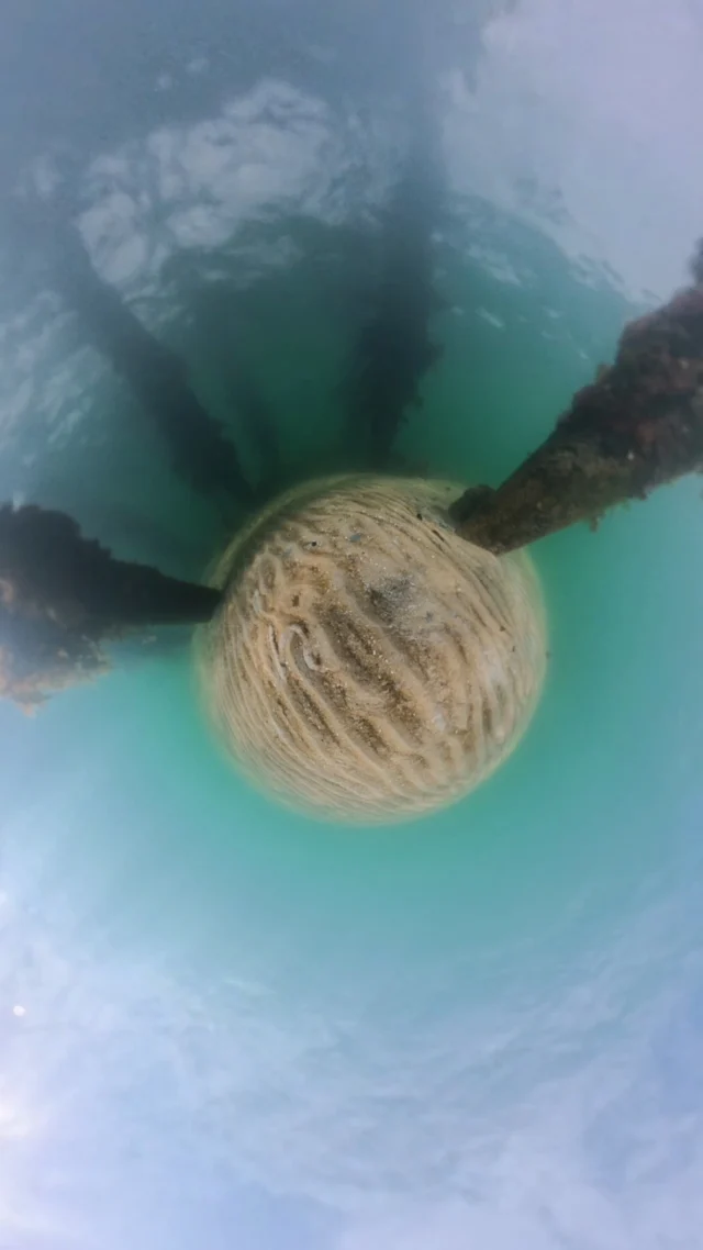 Ever wondered what’s going on under the jetty? 

With the Seavu Orbit 360 you don’t have to guess. Stream a live 360 view to your phone or tablet, then swipe or turn to look in any direction, with no blind spots.

Explore the unseen with the new Orbit 360 Kit. Available now.

Link in bio.

#Seavu #Orbit360 #UnderwaterCamera #360Camera #ExploreTheUnseen